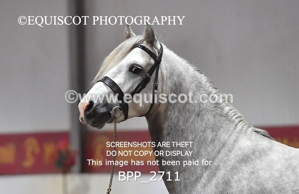 BPP_2711 - LOOSE JUMPING / SPSS