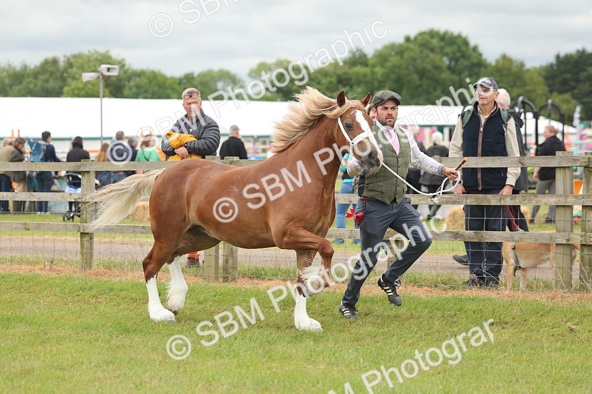 SBM_04952 - Class 50-57 - M&M Welsh Pony In Hand
