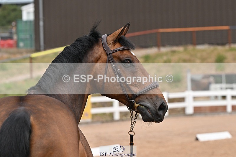 250716-144917-01434 - Trot Up 2.30 to 3.30