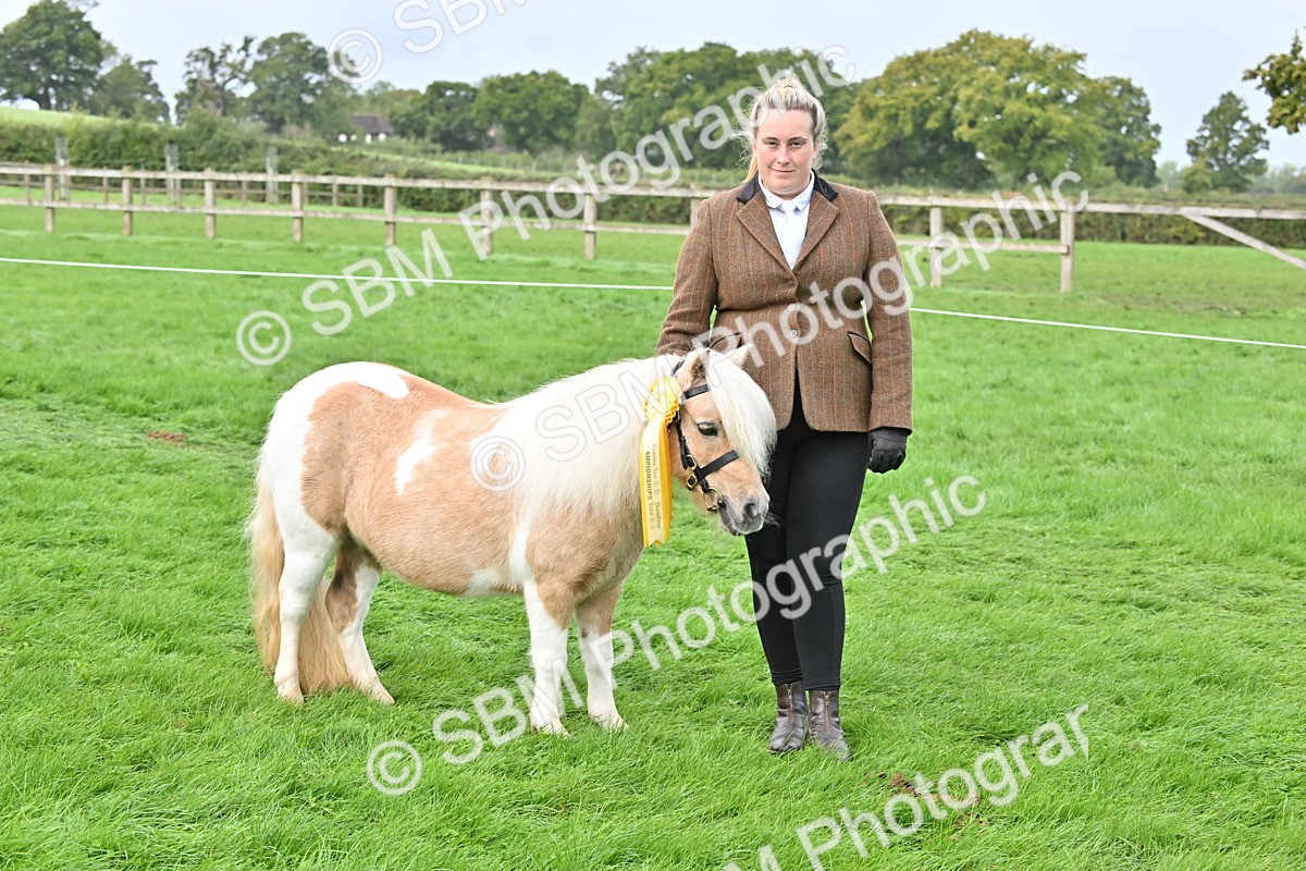 SBM_57006 - S45 - Coloured Pony In Hand