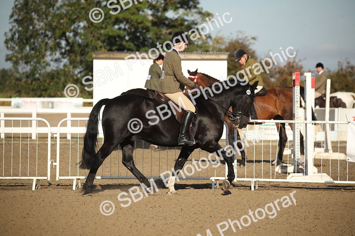 SBM_11567 - Class 502 - Riding Club Horse