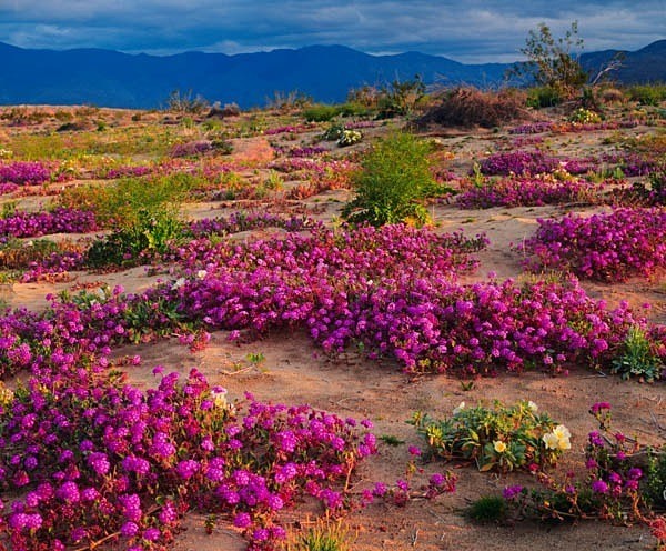 Istock #15996289 - Southwest Deserts
