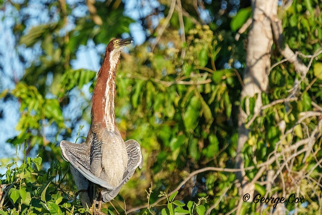 tiger heron 1 - Brazil