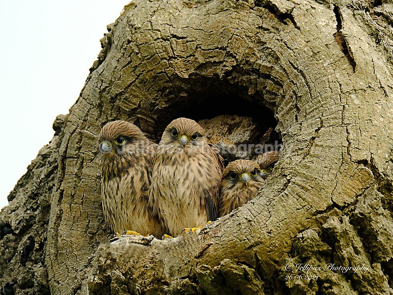 - Wildlife and Nature
