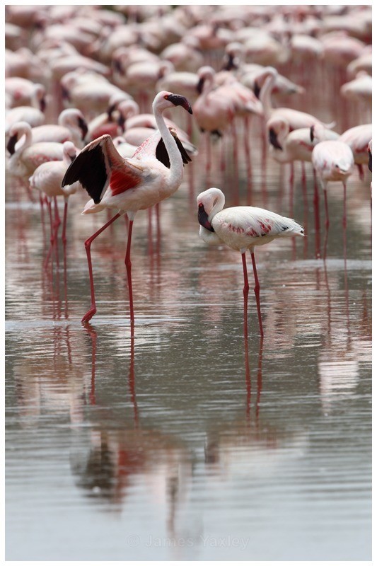Flamingo a go-go - Kenyan Safari 2013