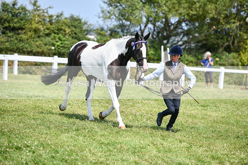 DSC_7851 - Class 65: Coloured Horse 4yrs & Over