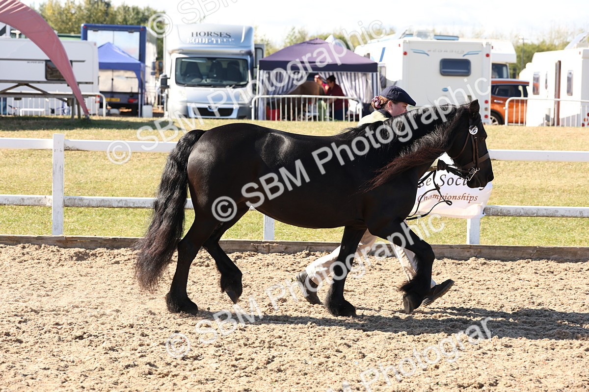 SBM_12906 - Class 206 - IH Non Show Type Pony