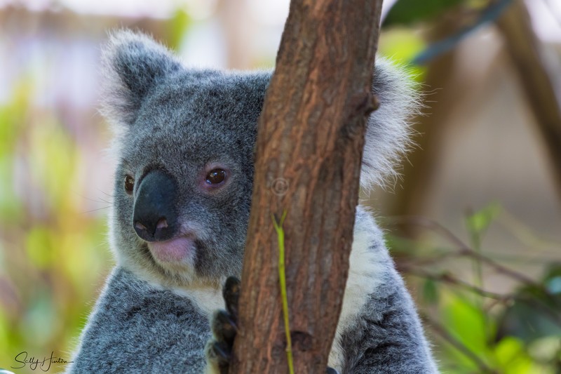 Koala Bear