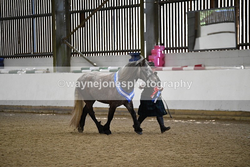 WJ5_5864 - Morning in hand Championship