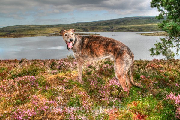 Alfie - Dogs