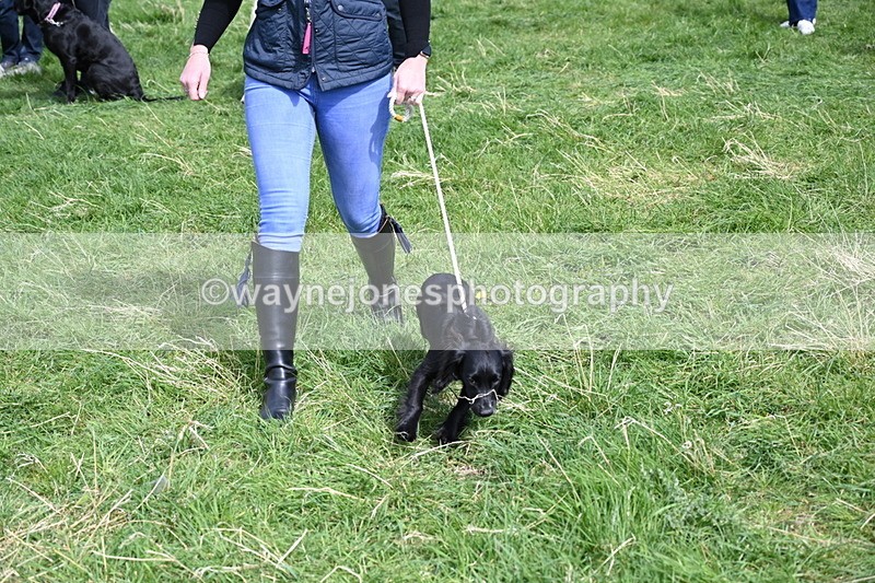 WJ6_9053 - Class 8 Best Working / Gun Dog or Bitch