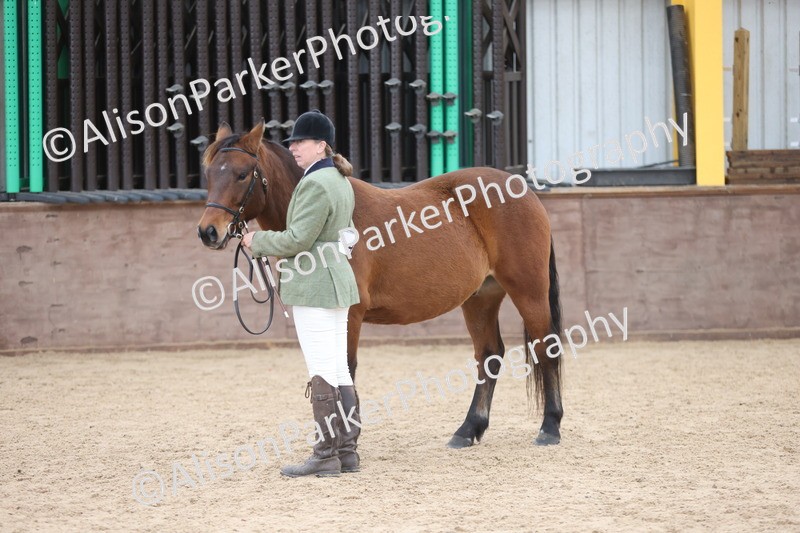 20251109-1087 - Class 29 - Geldings 4 Years and over