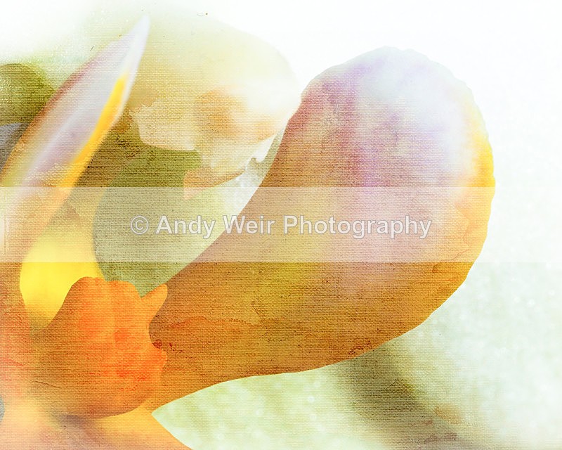 Orchid - Stained 14-2973 - Plants & Flowers