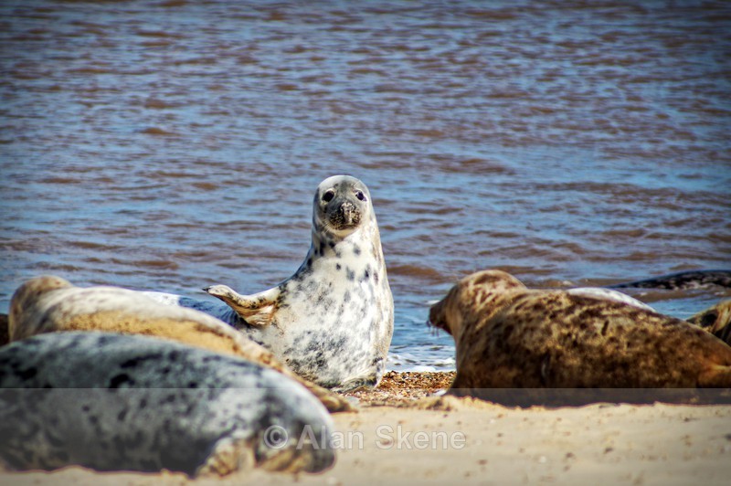 DSC02934 - Fauna