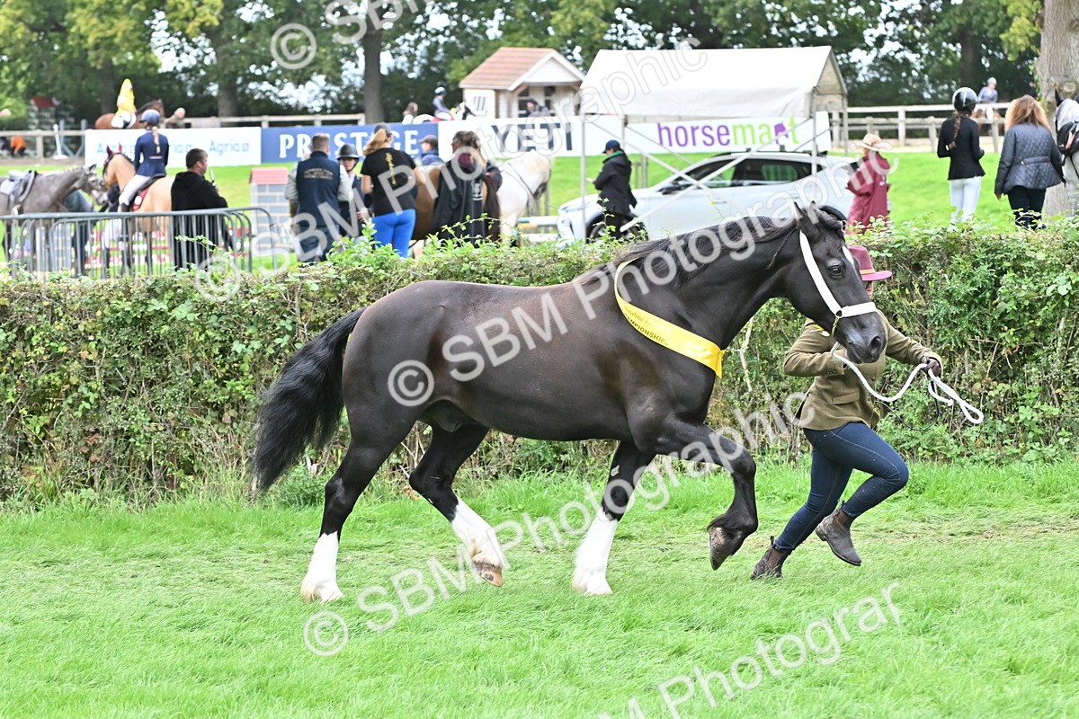 SBM_65009 - In Hand Pony & Younstock Supreme Championship