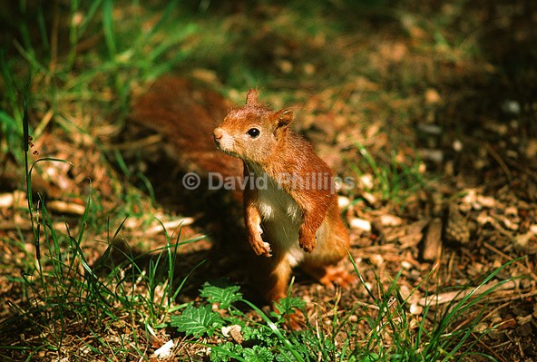 Red Squirrel - Mammals