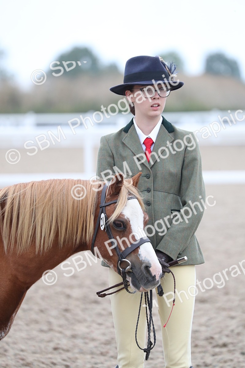 SBM_17978 - Class 317 IH Pure bred Horse/Pony