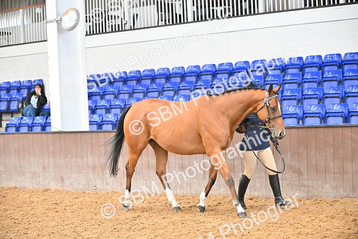 SBM_000251 - Class 7 - ROR Tattersalls In Hand