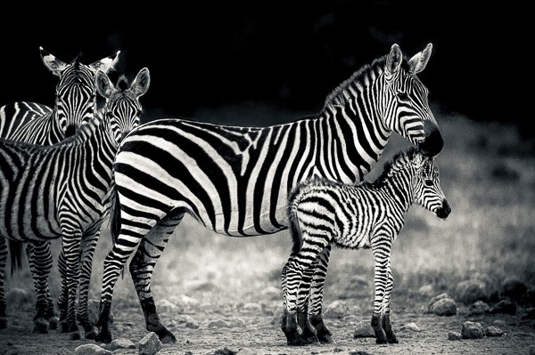 Zebra, Soysambu, Kenya