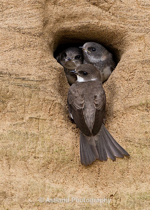 Astland Photography, Bird and Wildlife Images, Susan and Peter Wilson, U.K.