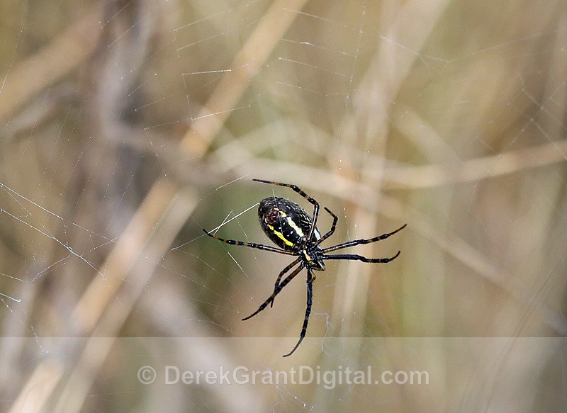 Female Argiope Stabilime black & yellow garden spidern   Web Spinning - Spiders of Atlantic Canada