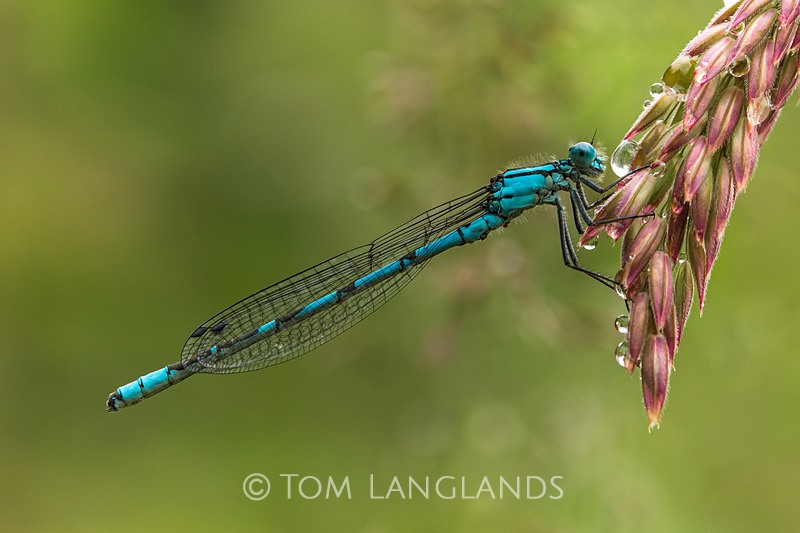 Common Blue Damselfly - Macro