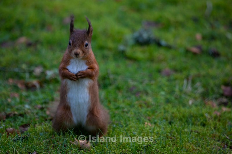 Red Squirrel - Wildlife of Argyll
