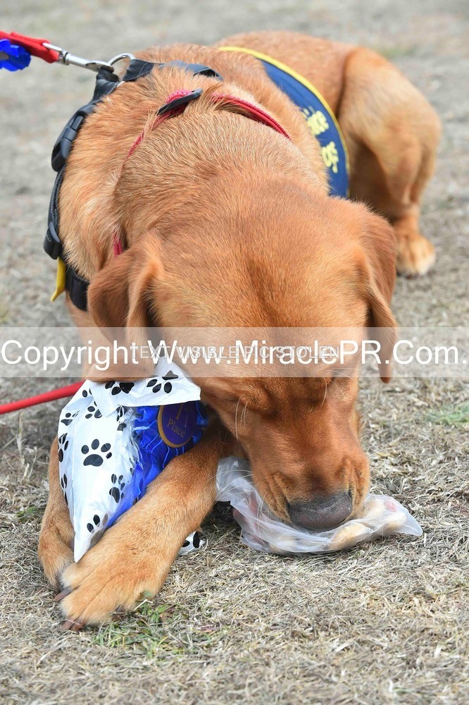 SH4_0315 - Dog show.