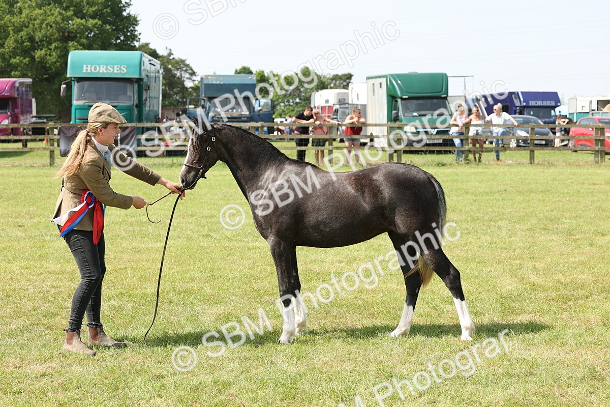 SBM_02428 - Class 6-13 - Mountatin and Moorland In Hand Welsh Breeds