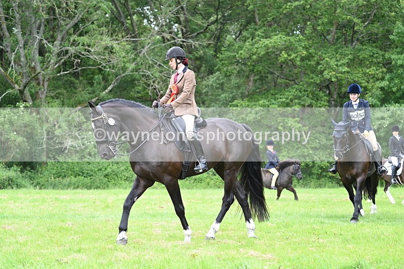WJ7_4332 - Class 14A Handsome Gelding