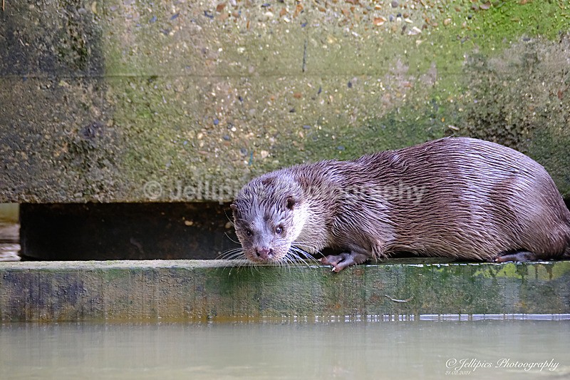  - Wildlife and Nature