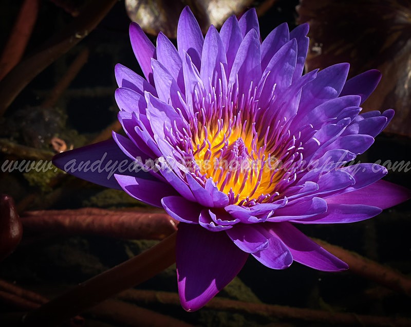 Water Lilly, Botanical Gardens - Autumn in Canada