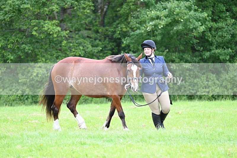 WJ7_4454 - Class 14B Prettiest Mare