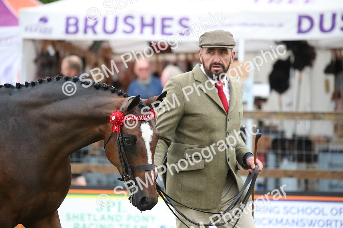 SBM_00147 - Class 17-20 - Arab & Part Bred - Anglo Arab In Hand