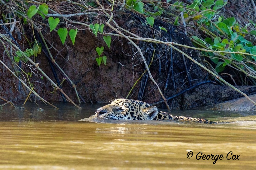 jaguar swimming 1