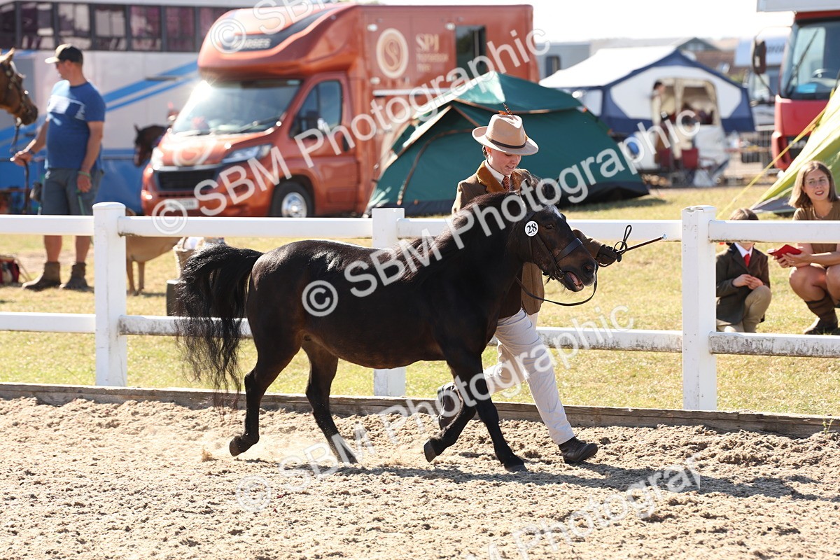 SBM_12889 - Class 206 - IH Non Show Type Pony