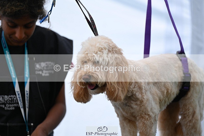 240525-114638-12608 - Candid and Saturday Hobby Horse