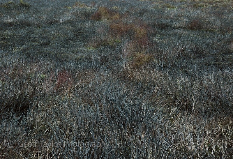 Newly Burnt Heather III - The Long Mynd