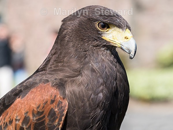 Edinburgh Castle-2 - Scotland