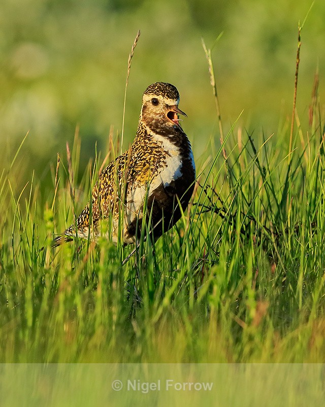 Golden Plover (breeding plumage) calling, Iceland - Golden Plover