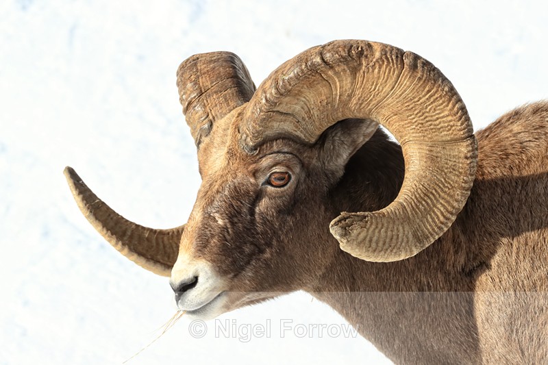 Bighorn Sheep (male) portrait, Yellowstone National Park - Sheep