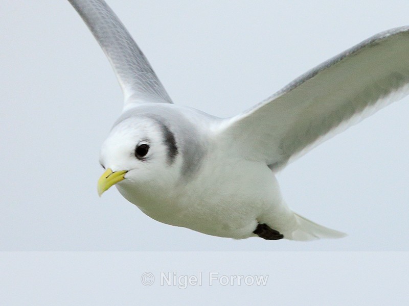 Kittiwake (winter plumage) close-up in flight, Poole Harbour - Kittiwake