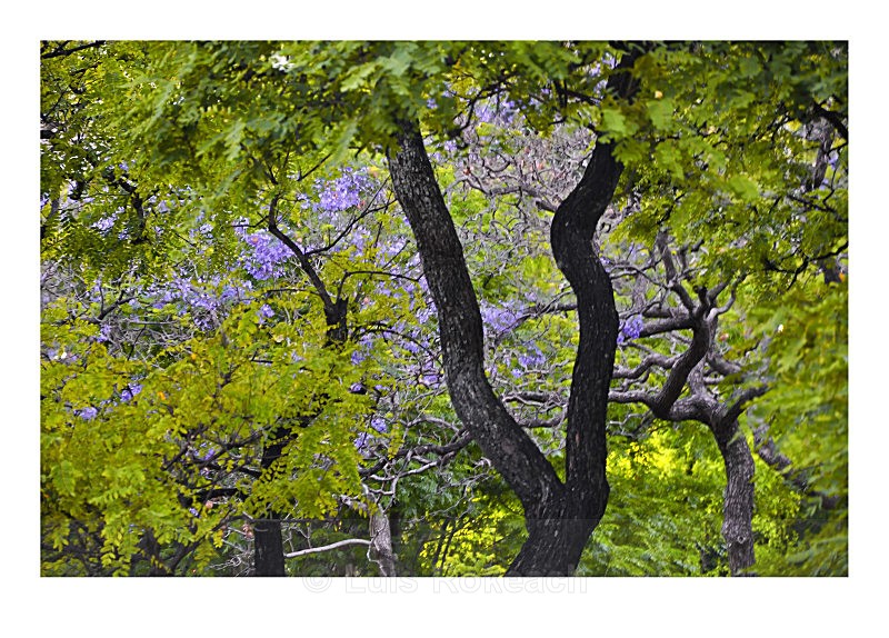 Jacarandas - Sur y no Sur, Montreal 14-28 October 2011