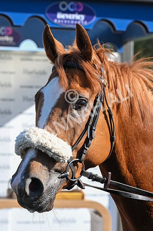 180924-Race 3-Beaujolais Nouveau-4316 - Race 3