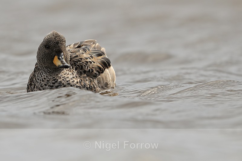 Yellow-billed Teal, front view, Sea Lion Island, Falklands - Yellow-billed Teal
