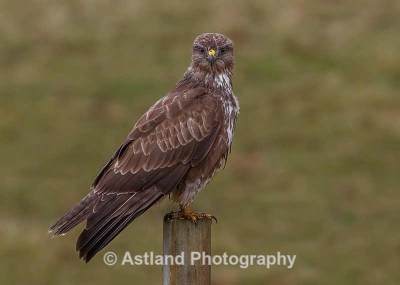 Buzzard - Latest Images