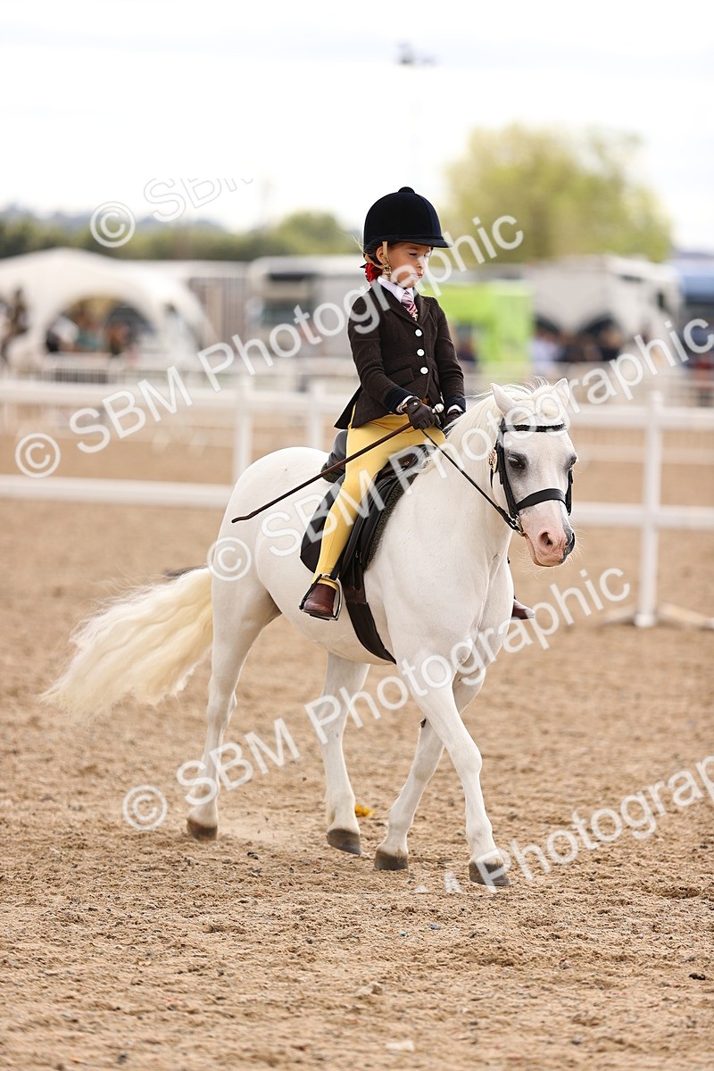 SBM_15950 - Class 416 - Prettiest Mare (IH or Ridden) Jnr