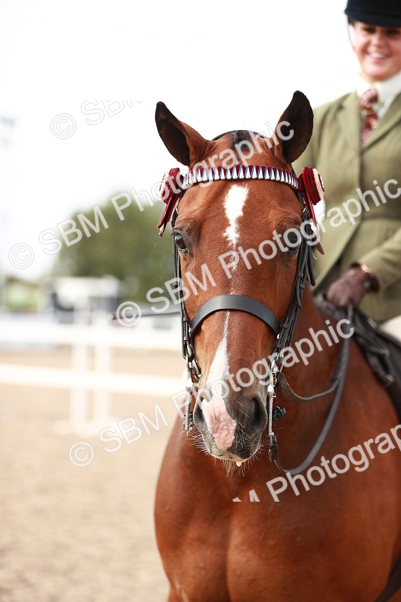 SBM_17550 - Class 215 Ridden Hack/ Riding Horse