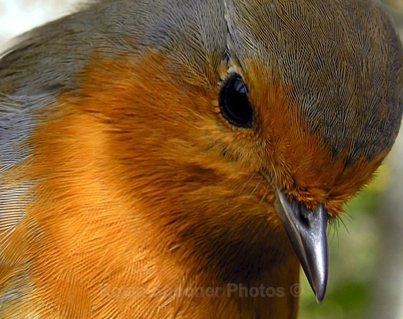 Watching Robin - Wildlife and Nature