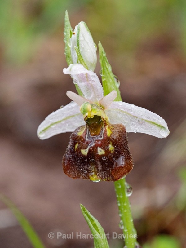 Small-patterned ophrys (Ophrys fuciflora ssp parvimaculata) - Gargano - Wild Orchids